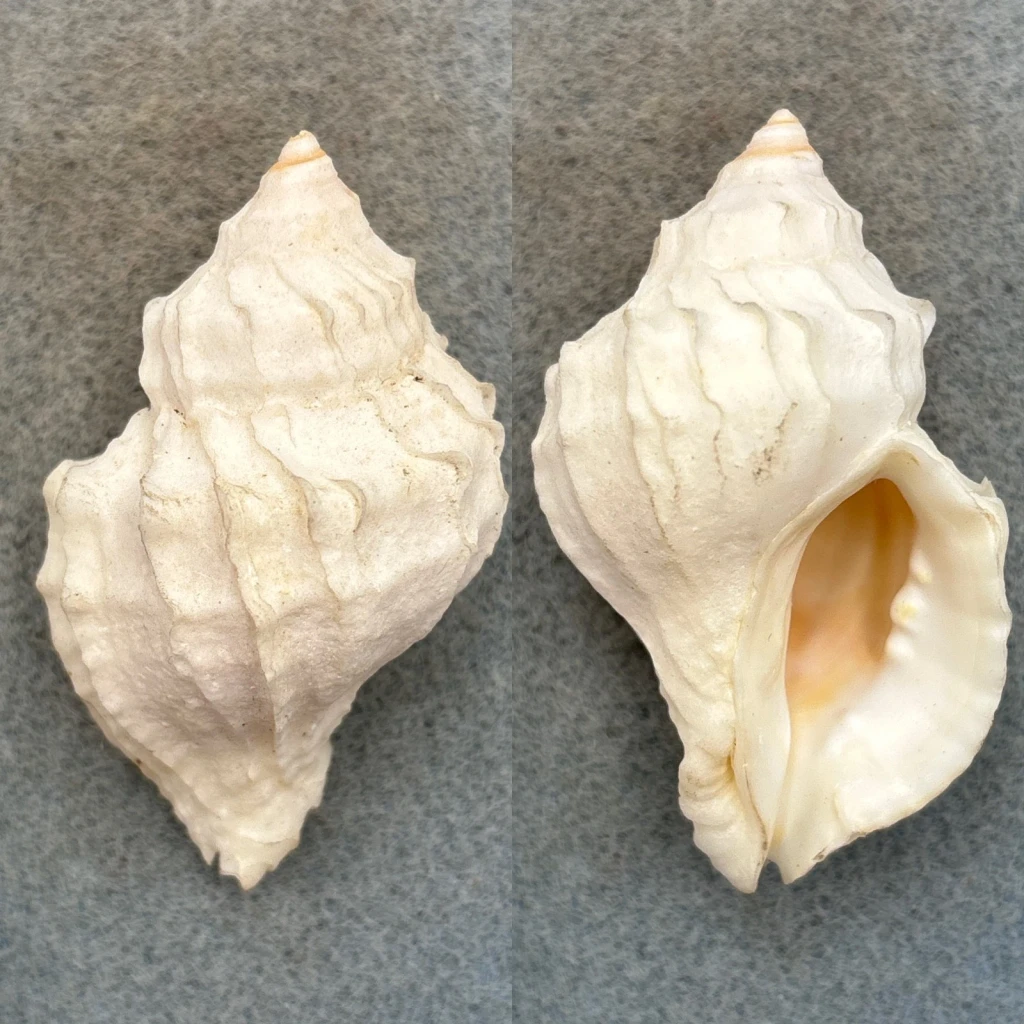 #12 Nucella lamellosa 57.7mm F+ Washington Bay, Kuiu Island, Alaska