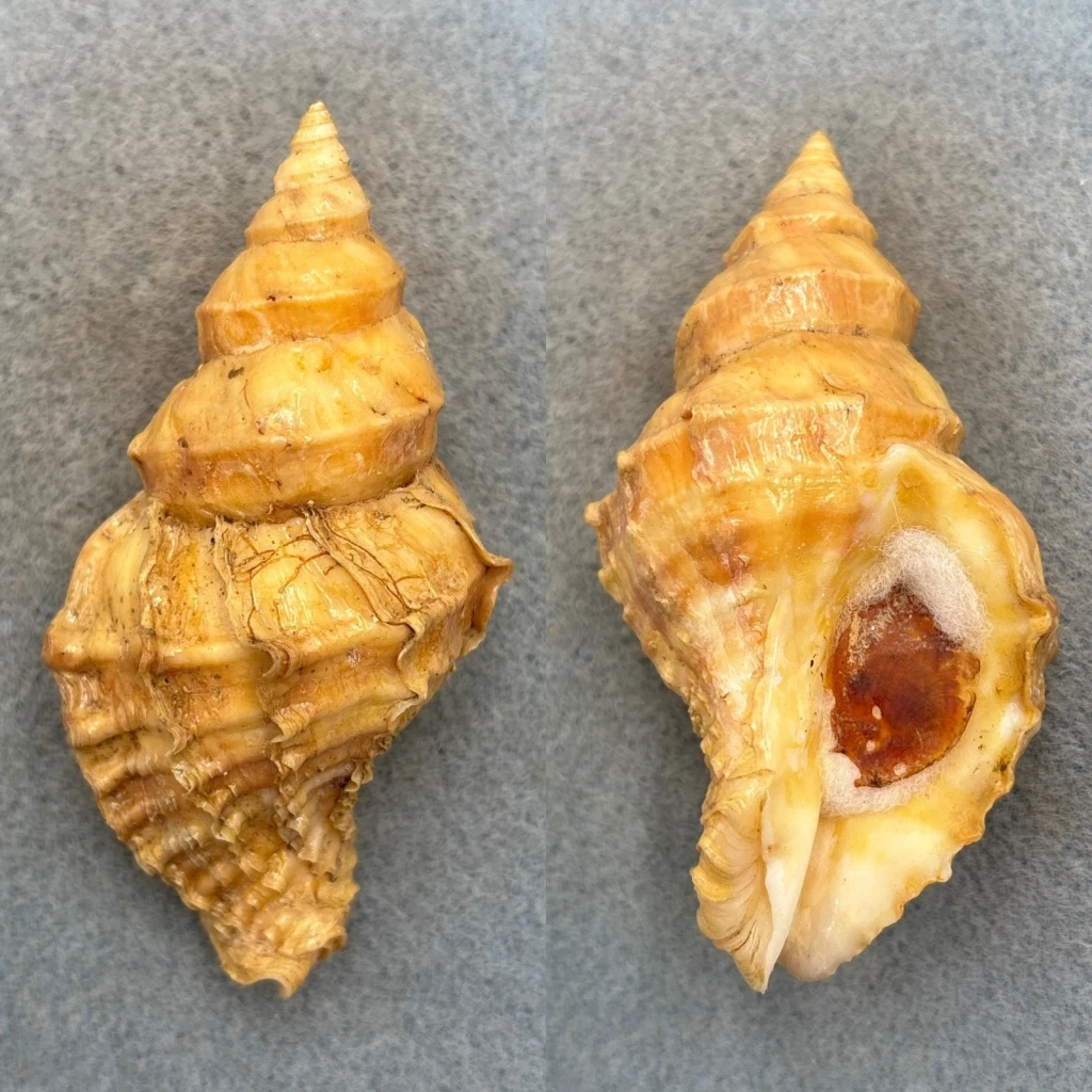 #6 Nucella lamellosa 80.8mm F+ W/O Washington Bay, Kuiu Island, Alaska