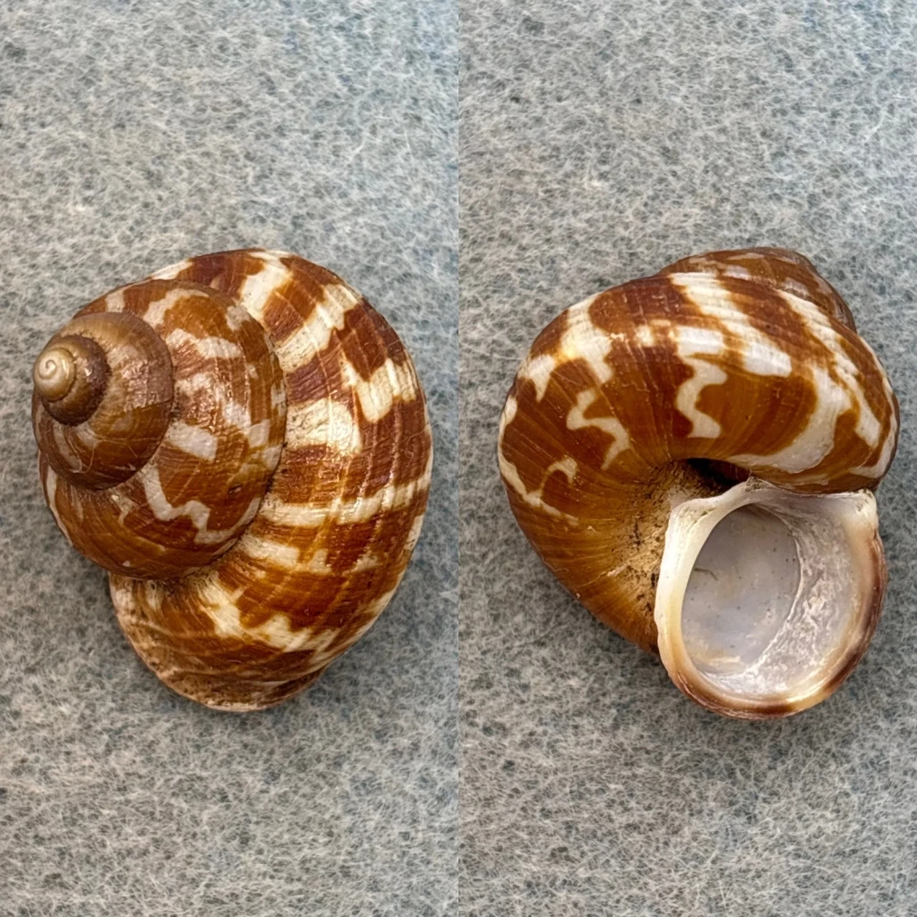#1 Cyclophorus tigrinus 26.4mm F++ Negros Island, Philippines