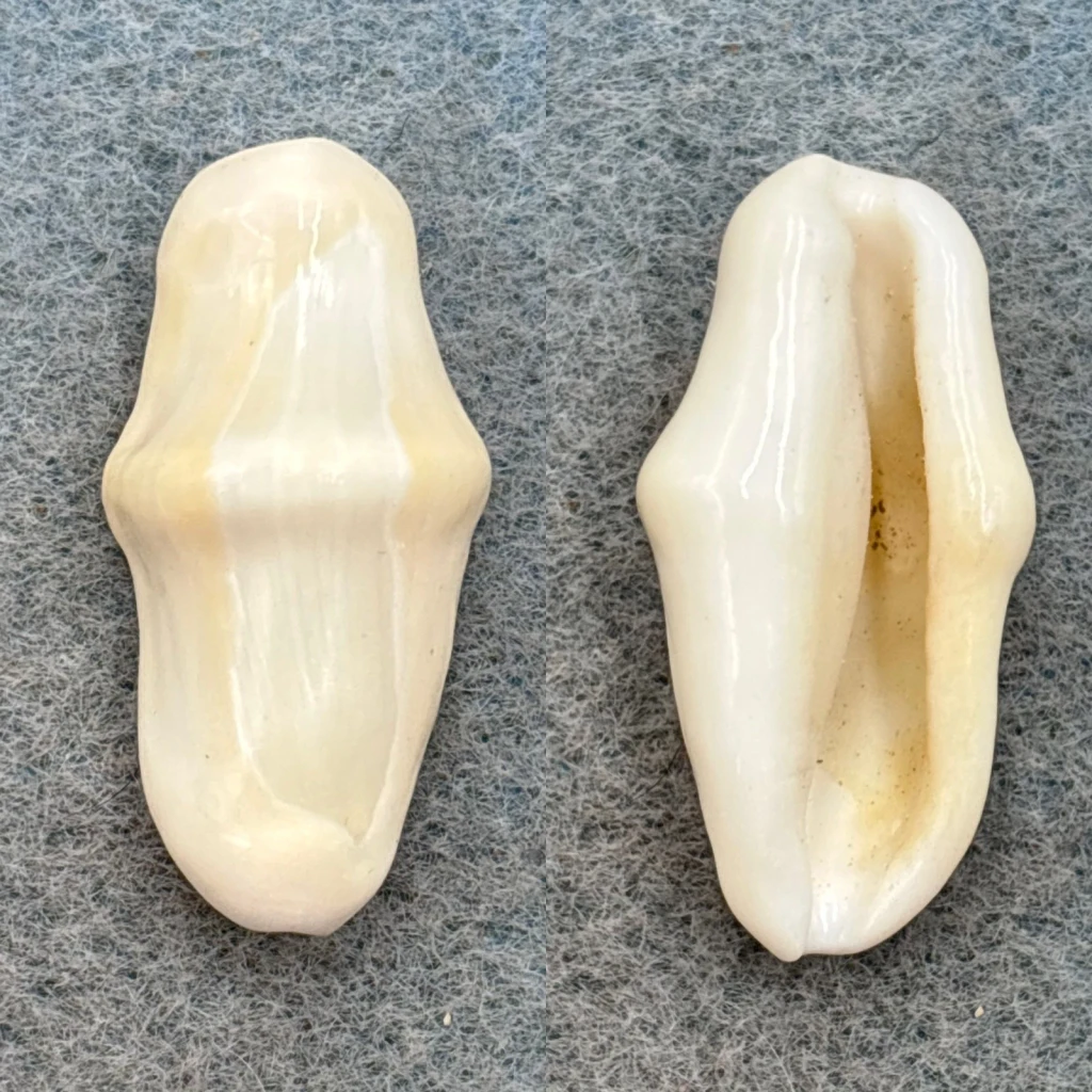 #2 Cyphoma gibbosum 27.1mm F++ Small Key Off Key Vaca, Florida