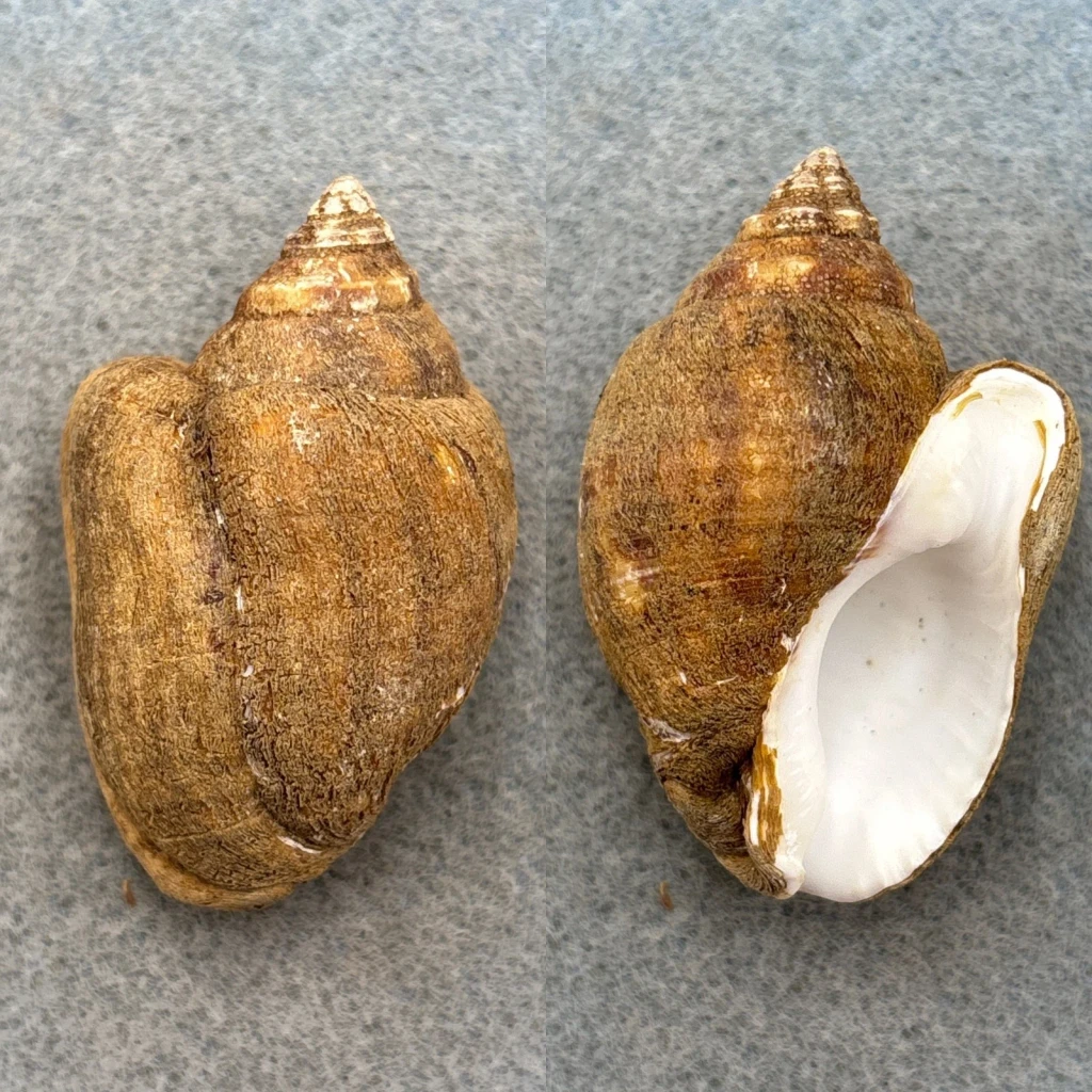 Triumphis distorta 51.2mm F++ W/Periostracum, Panama Triumphidae