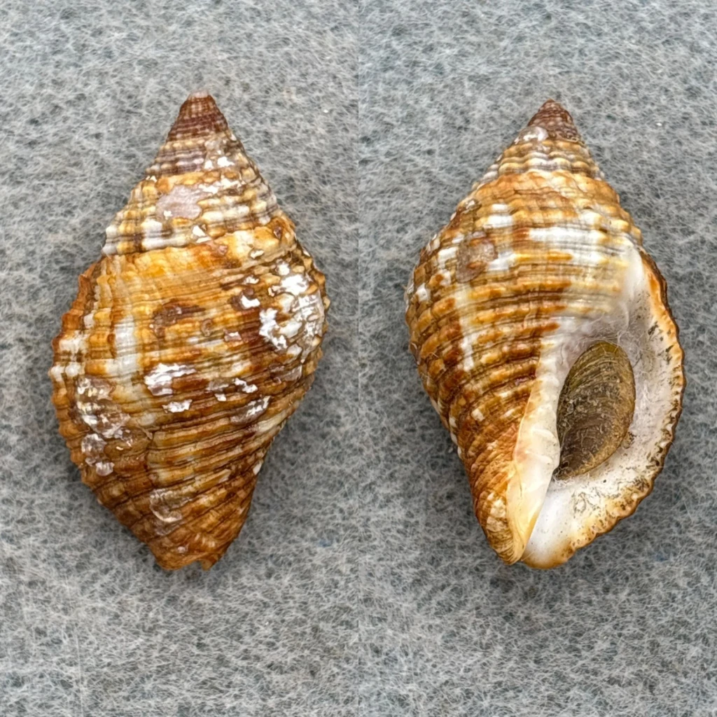 #4 Cantharus tinctus 30.7mm F+ W/O Cedar Keys, Florida