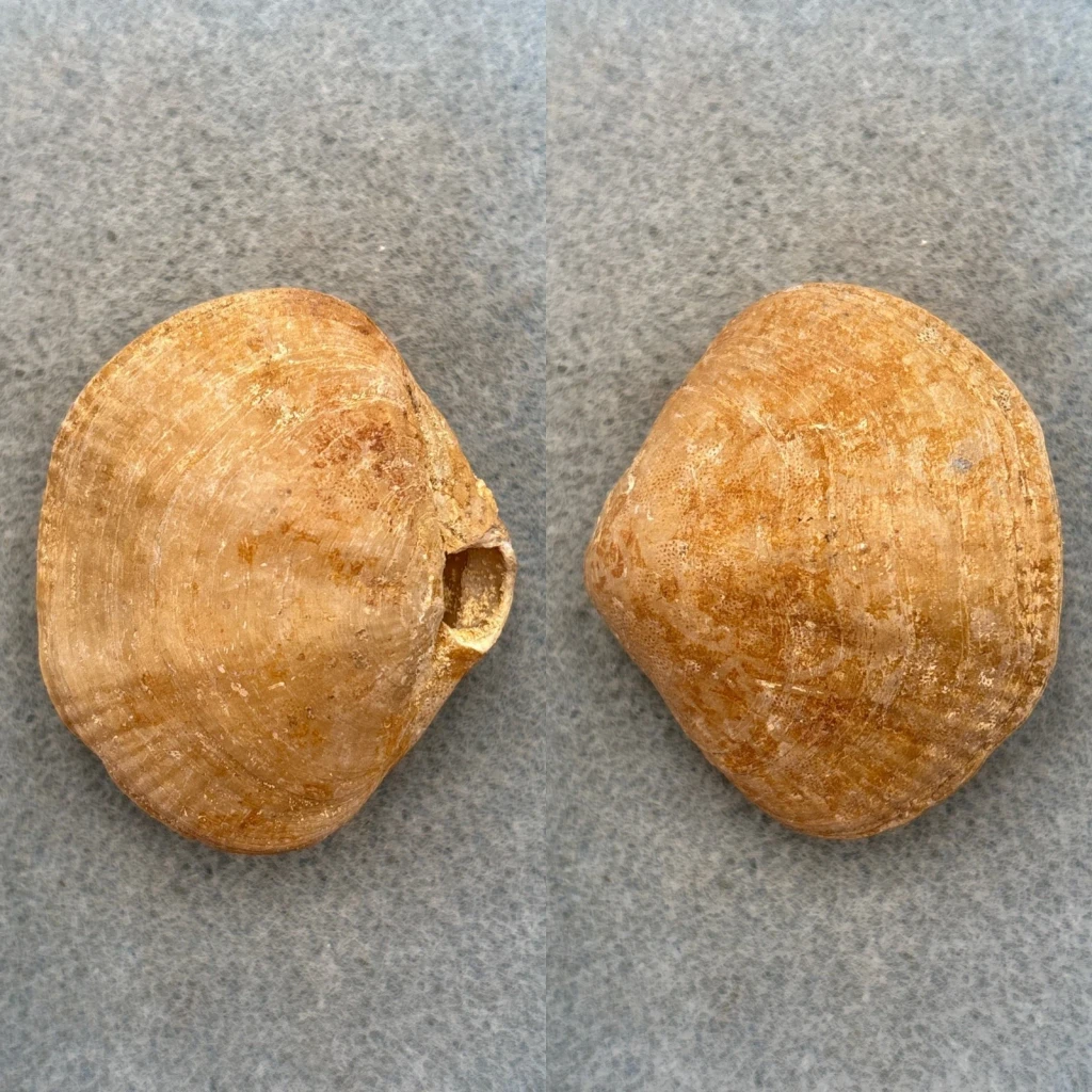 #1 Terebratalia transversa 47.9mm F+ Seattle, Washington
