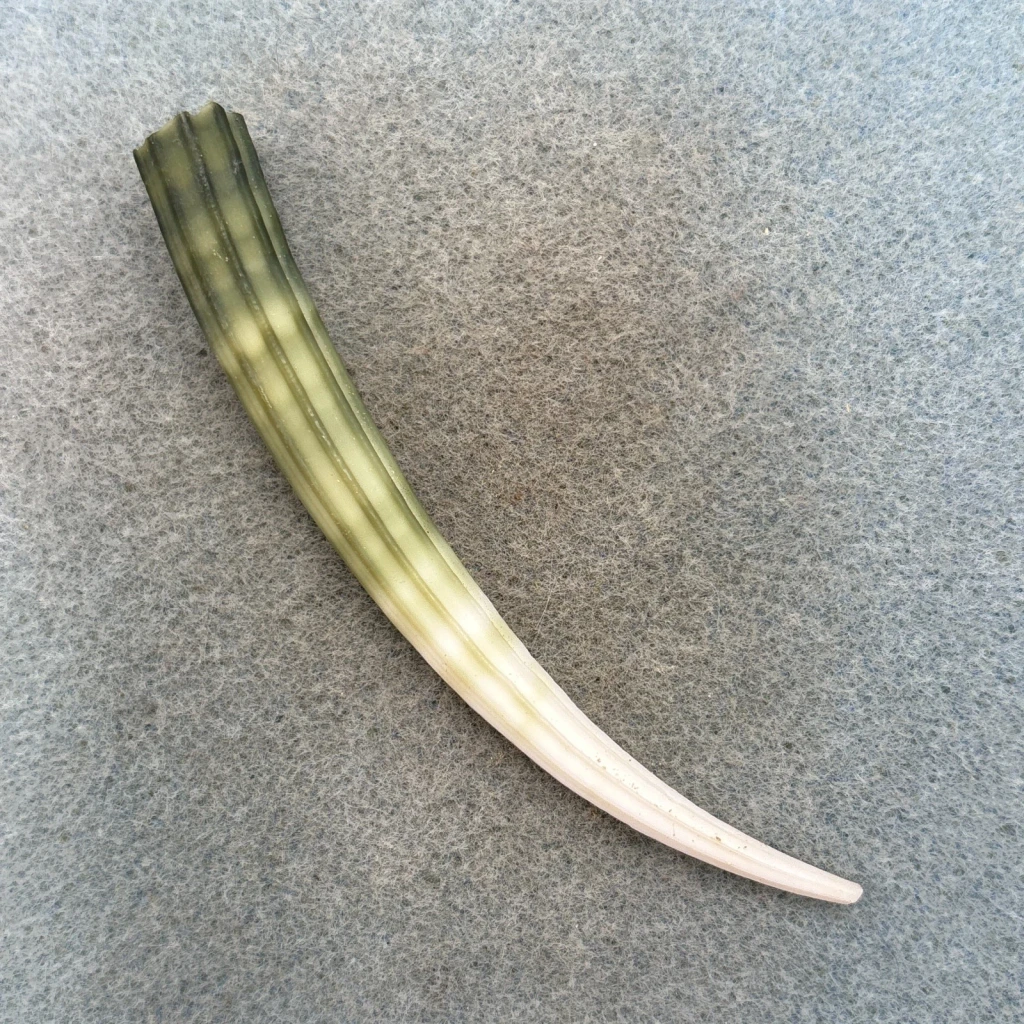 Dentalium elephantinum 94.1mm F+ Philippines