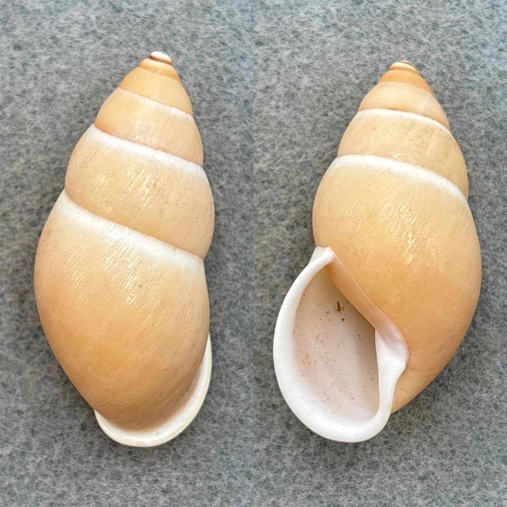 Amphidromus chloris 44.4mm F++ Philippines