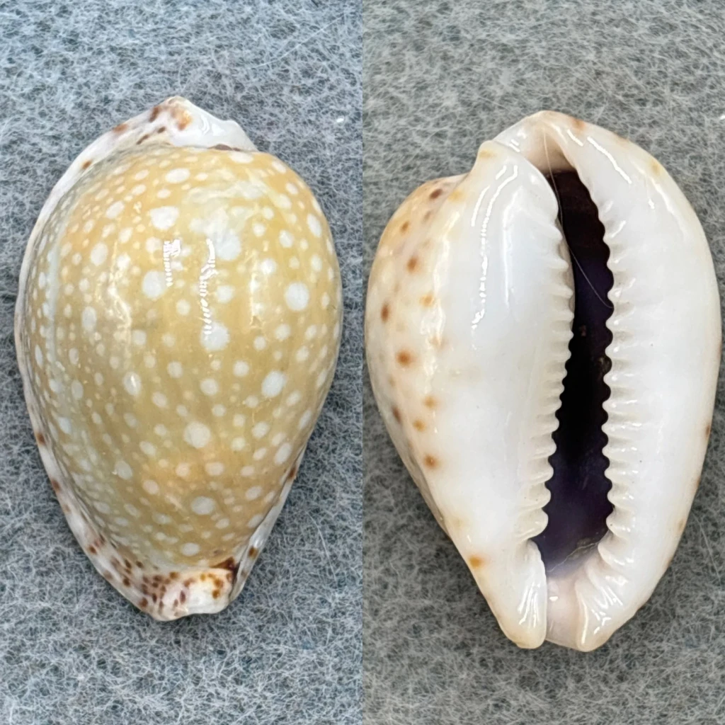 #3 Cypraea (Naria) lamarckii 27.9mm F+ Zanzibar