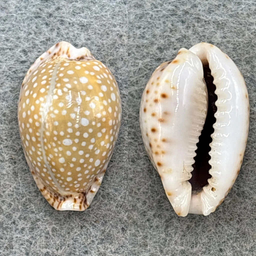 #5 Cypraea lamarckii redimita 22.4mm F++ North Penang, Malaysia 35' Coll. 1953
