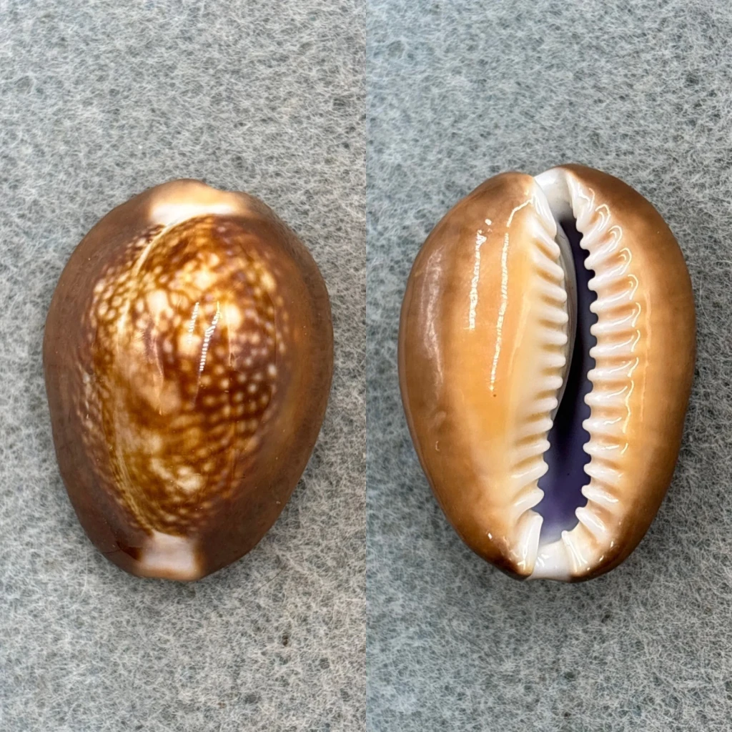 #1 Cypraea caputserpentis mikado 31.4mm F++ Japan
