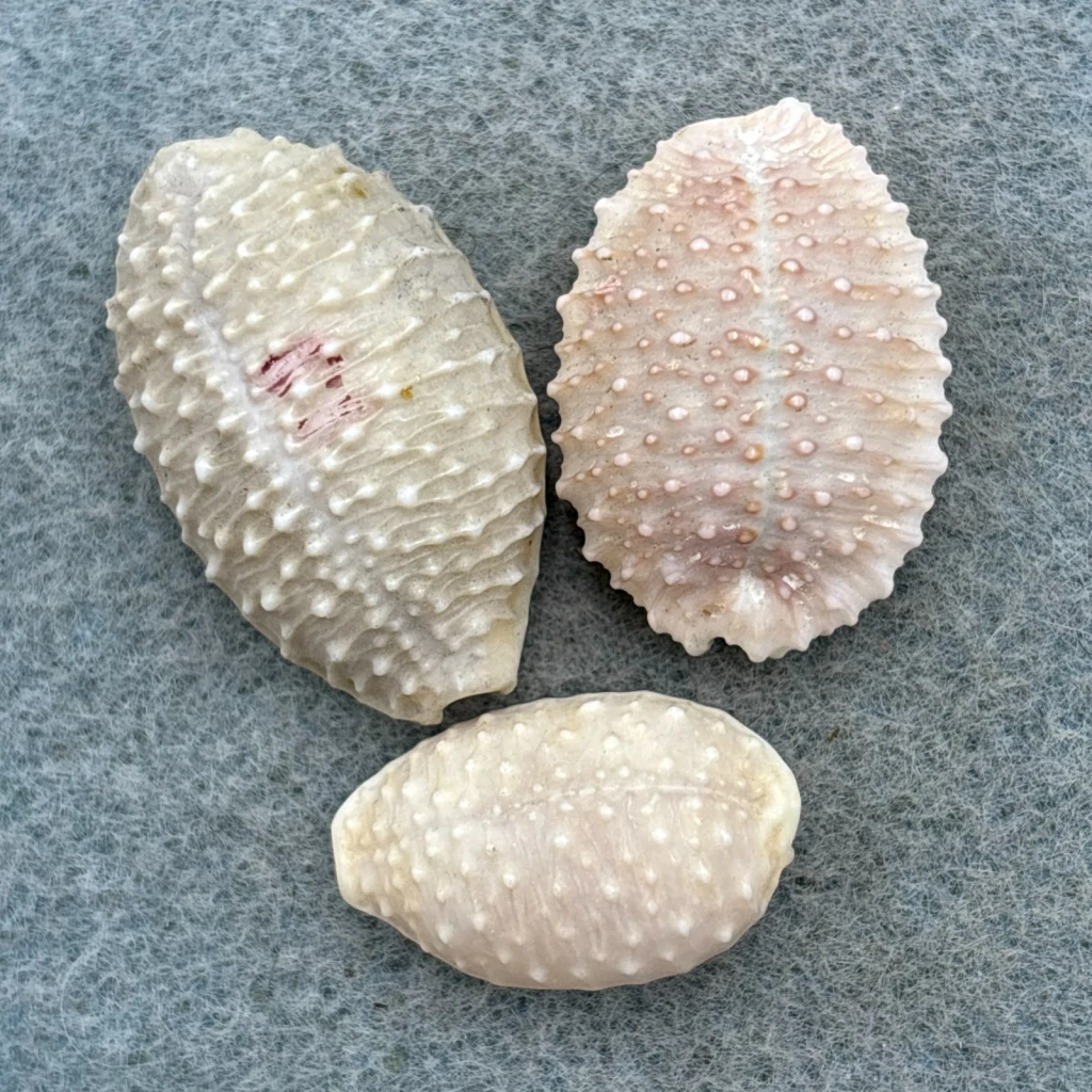 #1 Cypraea granulata Lot 21-30mm F Waimea Beach, Oahu, Hawaii