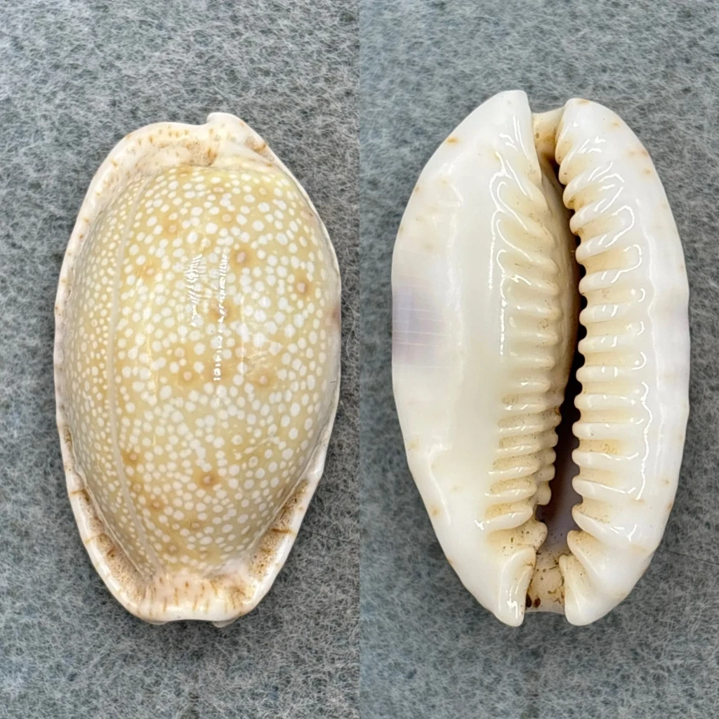 #3 Cypraea erosa chlorizans 36.7mm F++ Sudbury Reef, Australia