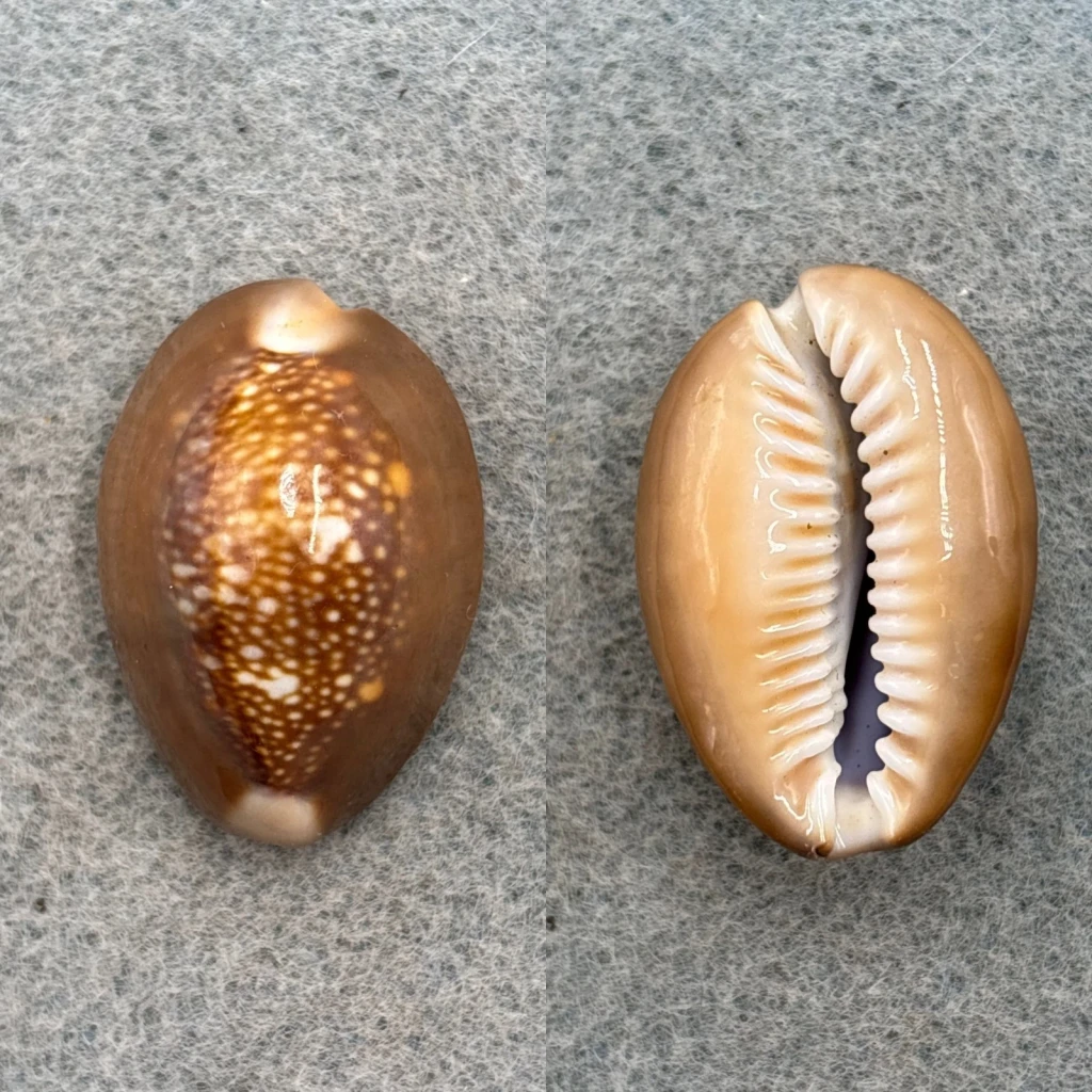 #3 Cypraea caputserpentis mikado 30.3mm F+ (Tip Flaw)