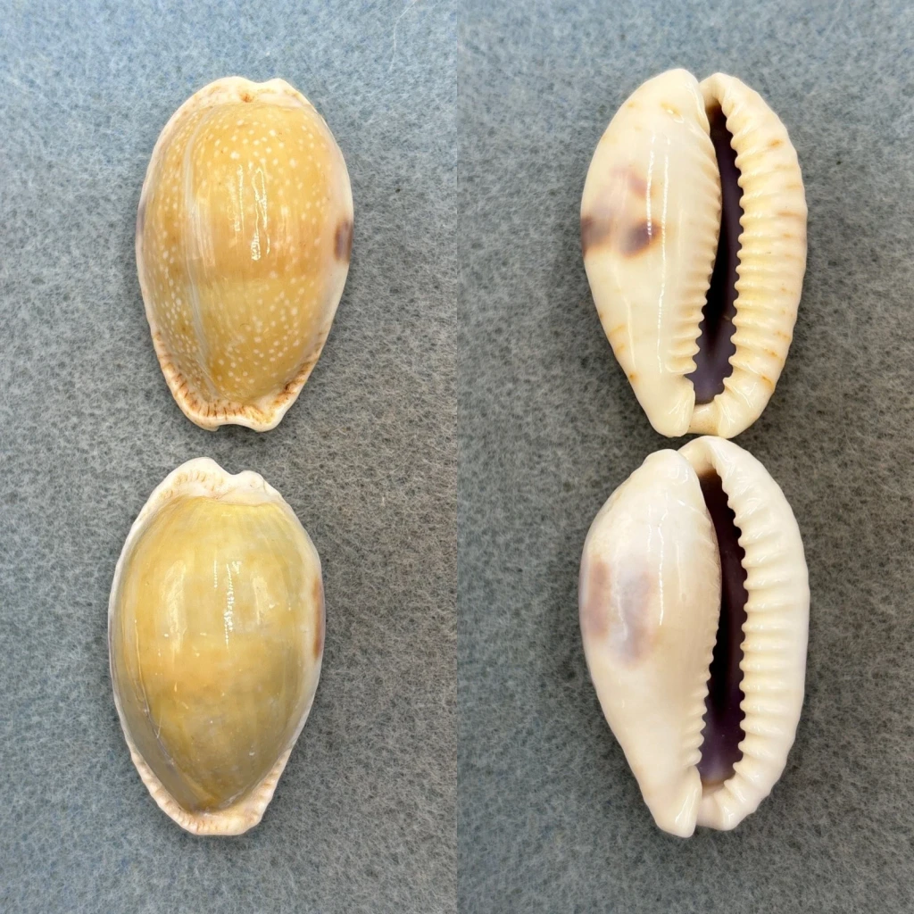 #5 Cypraea erosa chlorizans Lot 40-41mm F+ Tonga