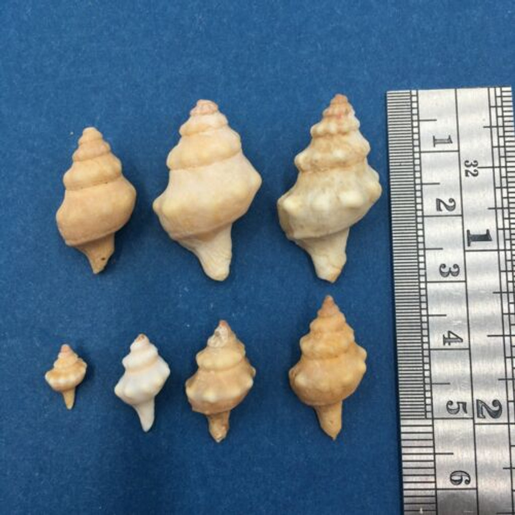 Ocenebra sperata Set x7 9.7-27.3mm Mostly Beach/Dredged South Africa Data Murex