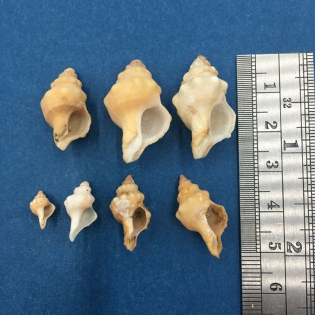 Ocenebra sperata Set x7 9.7-27.3mm Mostly Beach/Dredged South Africa Data Murex