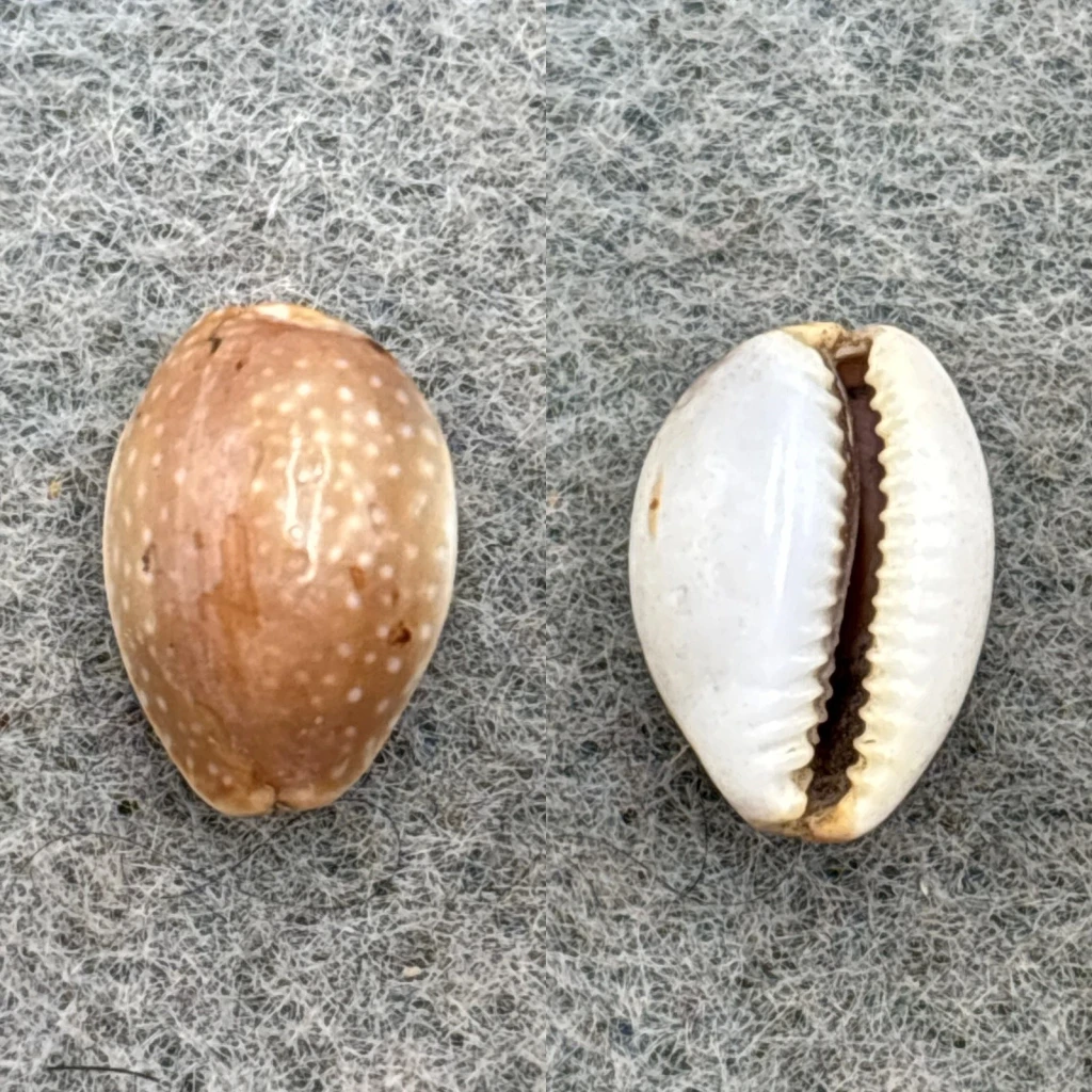 #13 Cypraea semiplota annae 11.9mm F Haiku, Hawaii