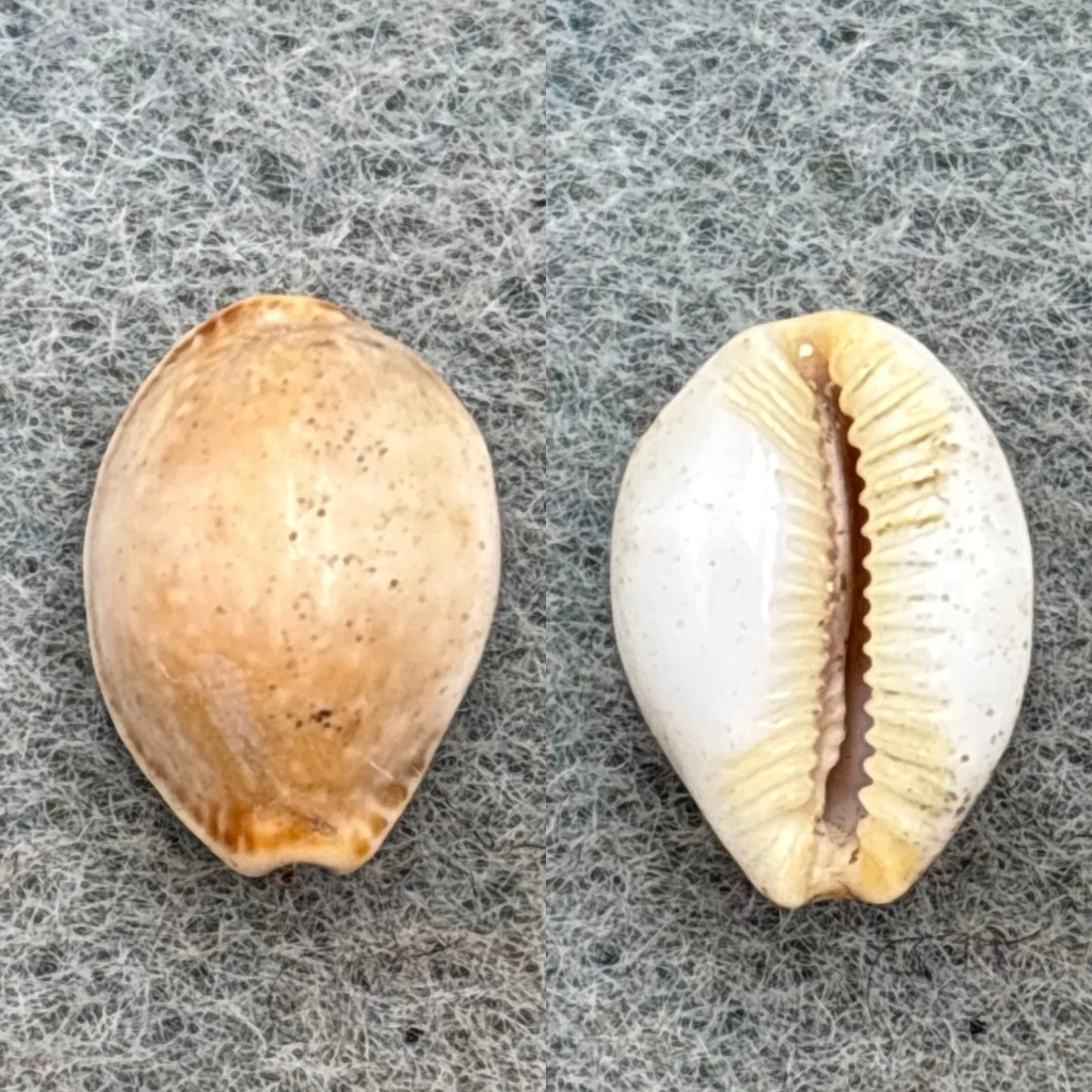 #17 Cypraea semiplota annae 12.8mm F Haiku, Hawaii