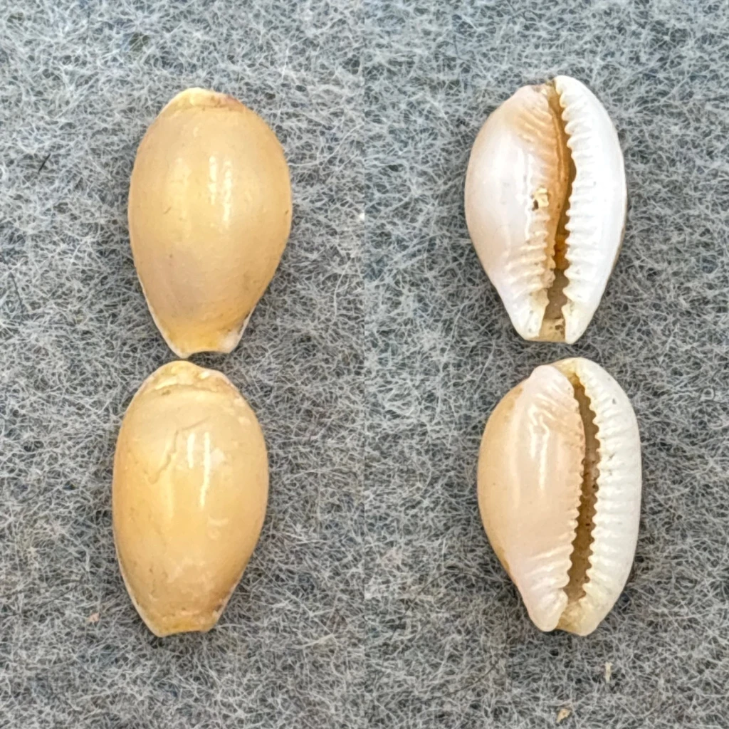 #3 Cypraea semiplota polita Lot 9-10mm F Hawaii