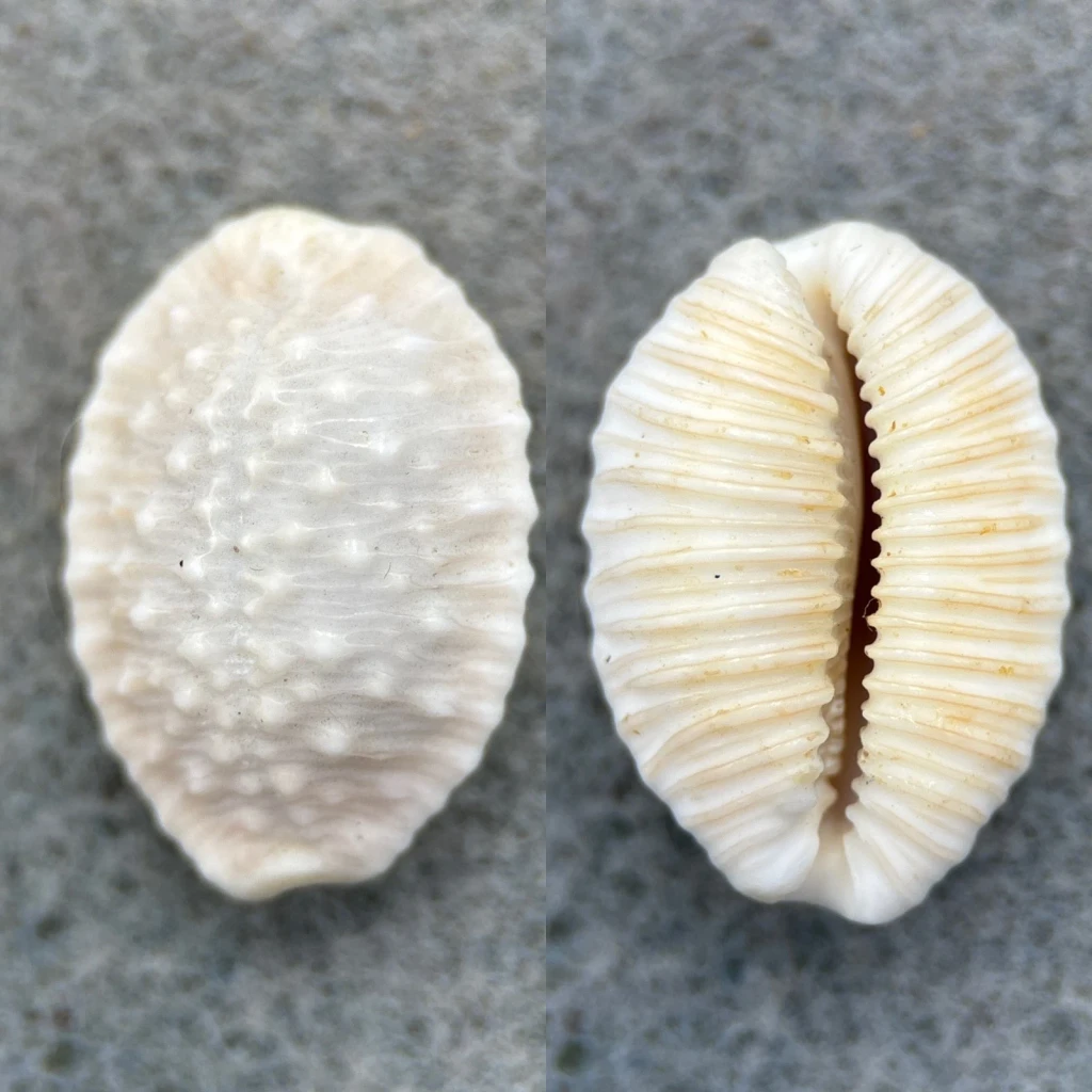 #3 Cypraea granulata 23.7mm F Hawaii