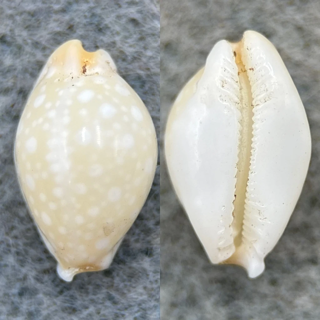 #1 Cypraea dillwyni 12.9mm F Mauke, Cook Islands