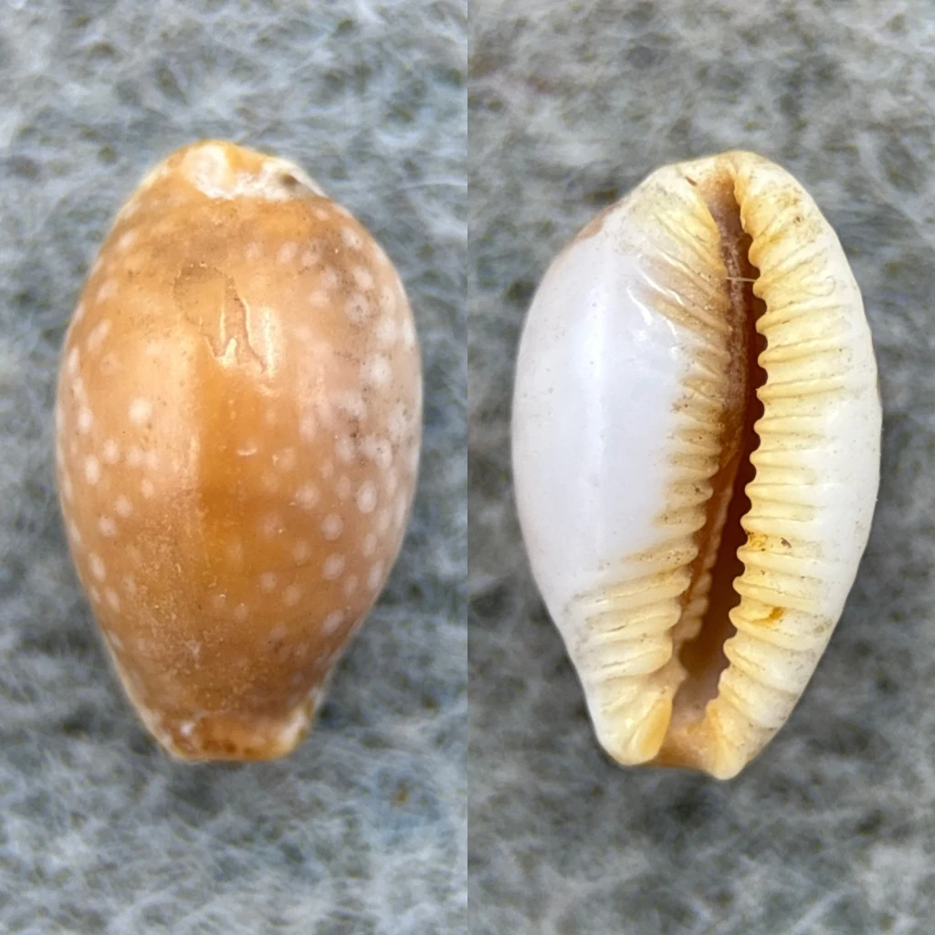 #21 Cypraea semiplota annae 10.6mm F Hawaii