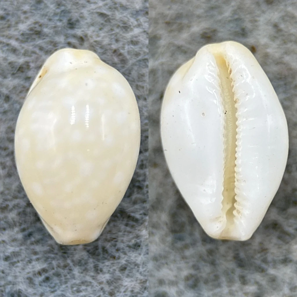 #5 Cypraea dillwyni 10.4mm F Mauke, Cook Islands