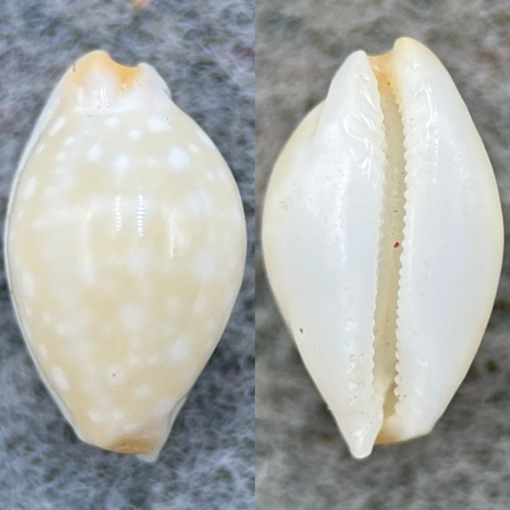 #4 Cypraea dillwyni 12mm F Mauke, Cook Islands