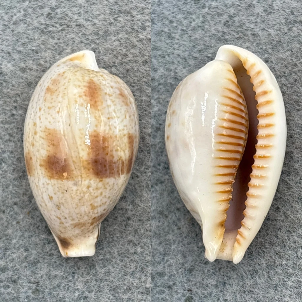 #1 Cypraea (Ficadusta) pulchella 31.3mm F+ South China Sea