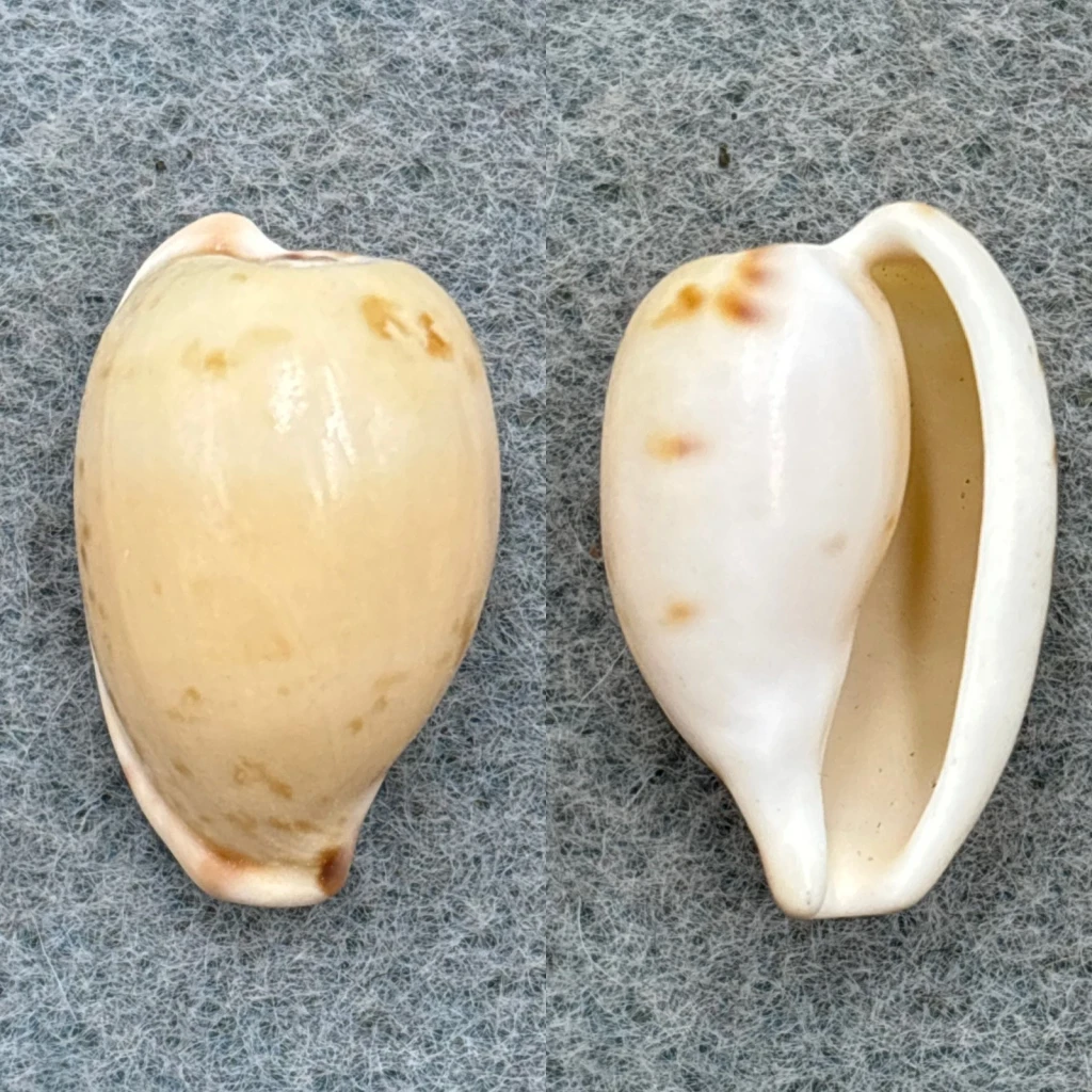 #1 Cypraea edentula 22.4mm F Port Alfred, South Africa