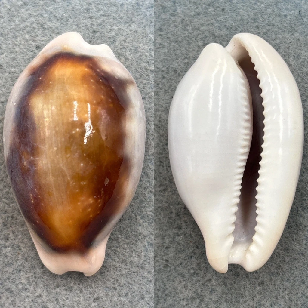 #2 Cypraea spadicea 50.6mm F+ California