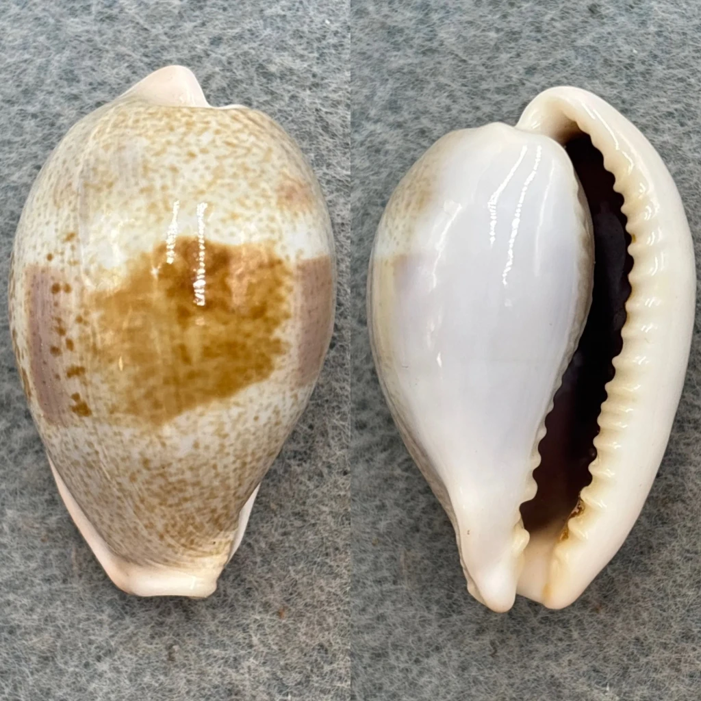 #1 Cypraea subviridis dorsalis 35.1mm F++ Broome, Australia