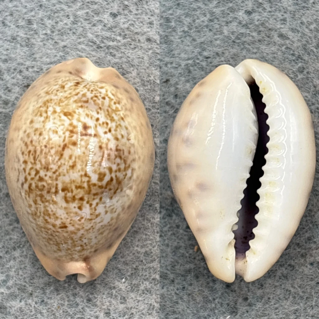 #6 Cypraea robertsi 24.9mm F++ Bay Of Panama