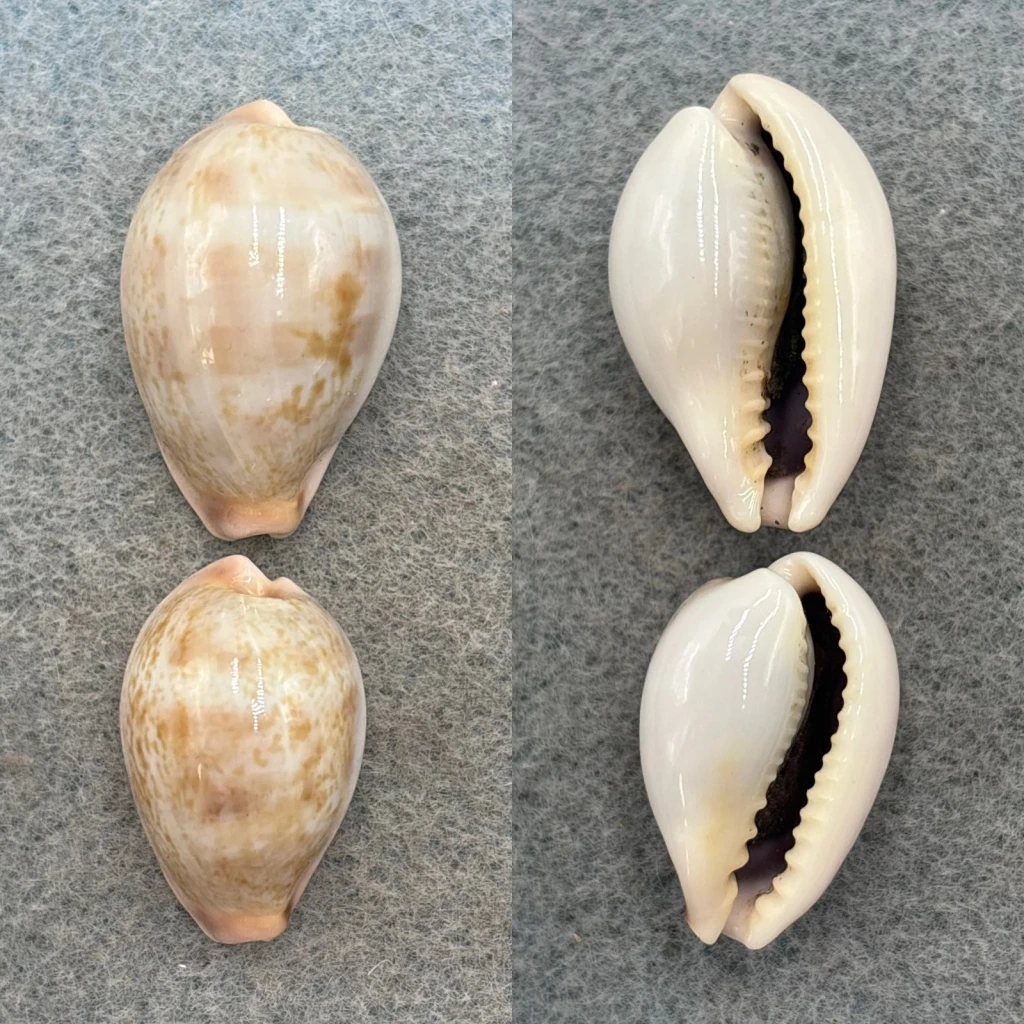 #3 Cypraea subviridis Lot 24-28mm F+/++ Torres Straits, Australia