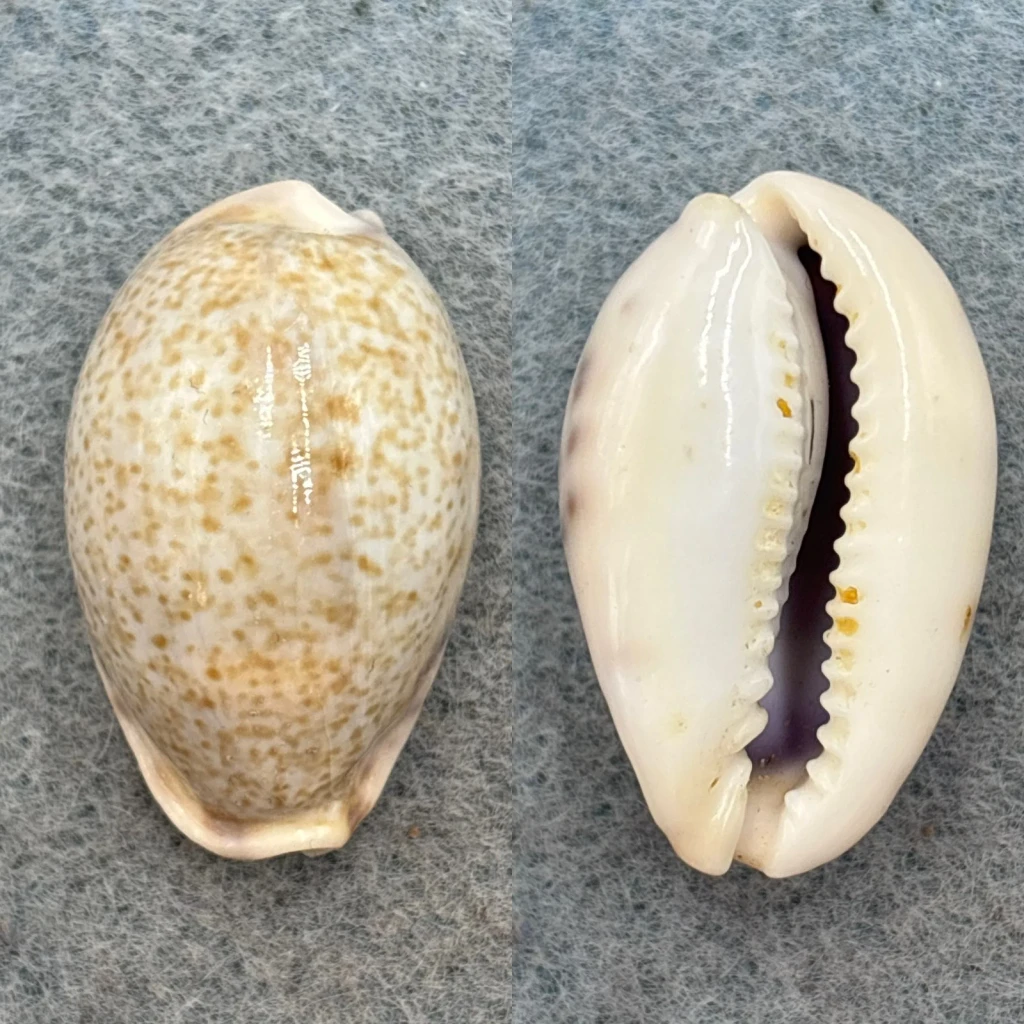 #3 Cypraea pallida 28.8mm F+ Karachi, India