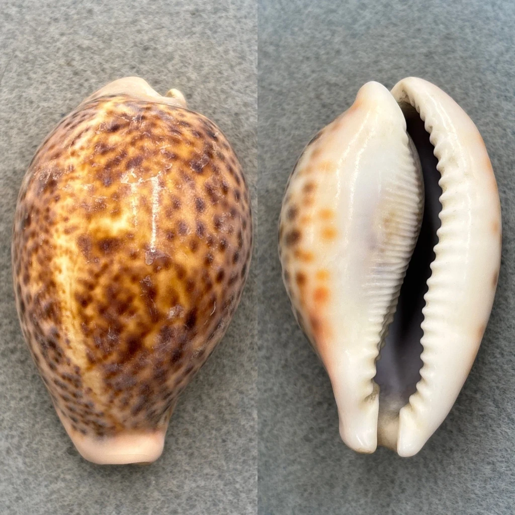 #7 Cypraea pantherina 63.3mm F No Data