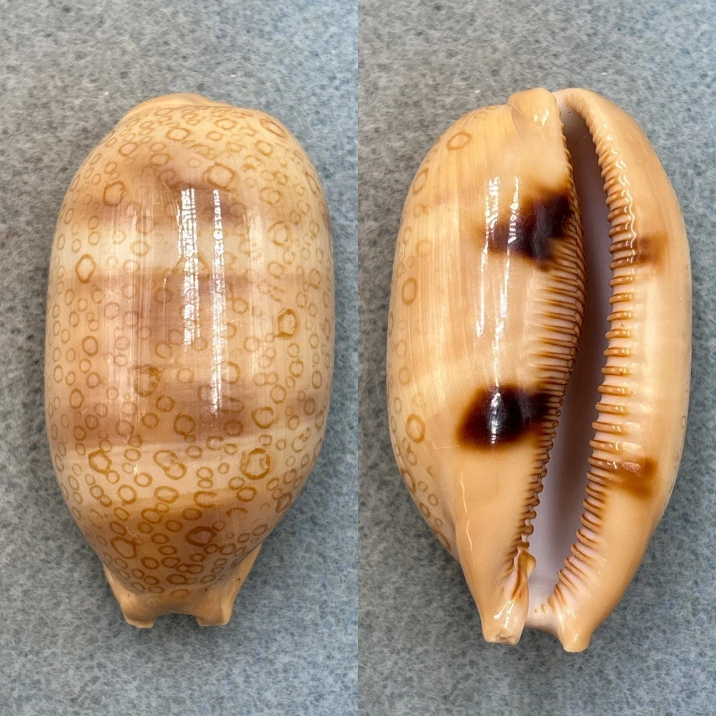 #3 Cypraea argus 62.8mm F+ (Tip Chip) Borongan, Samar, Philippines