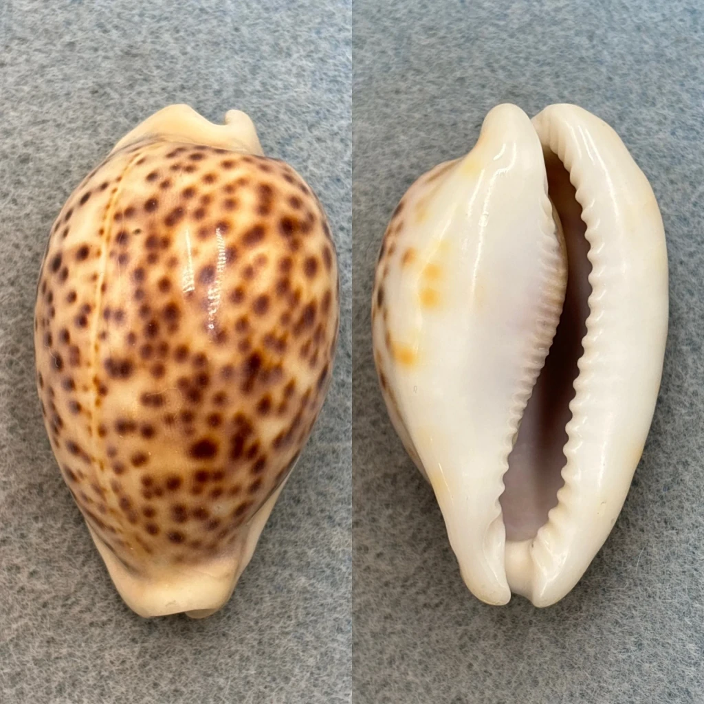 #11 Cypraea pantherina 49.8mm F No Data