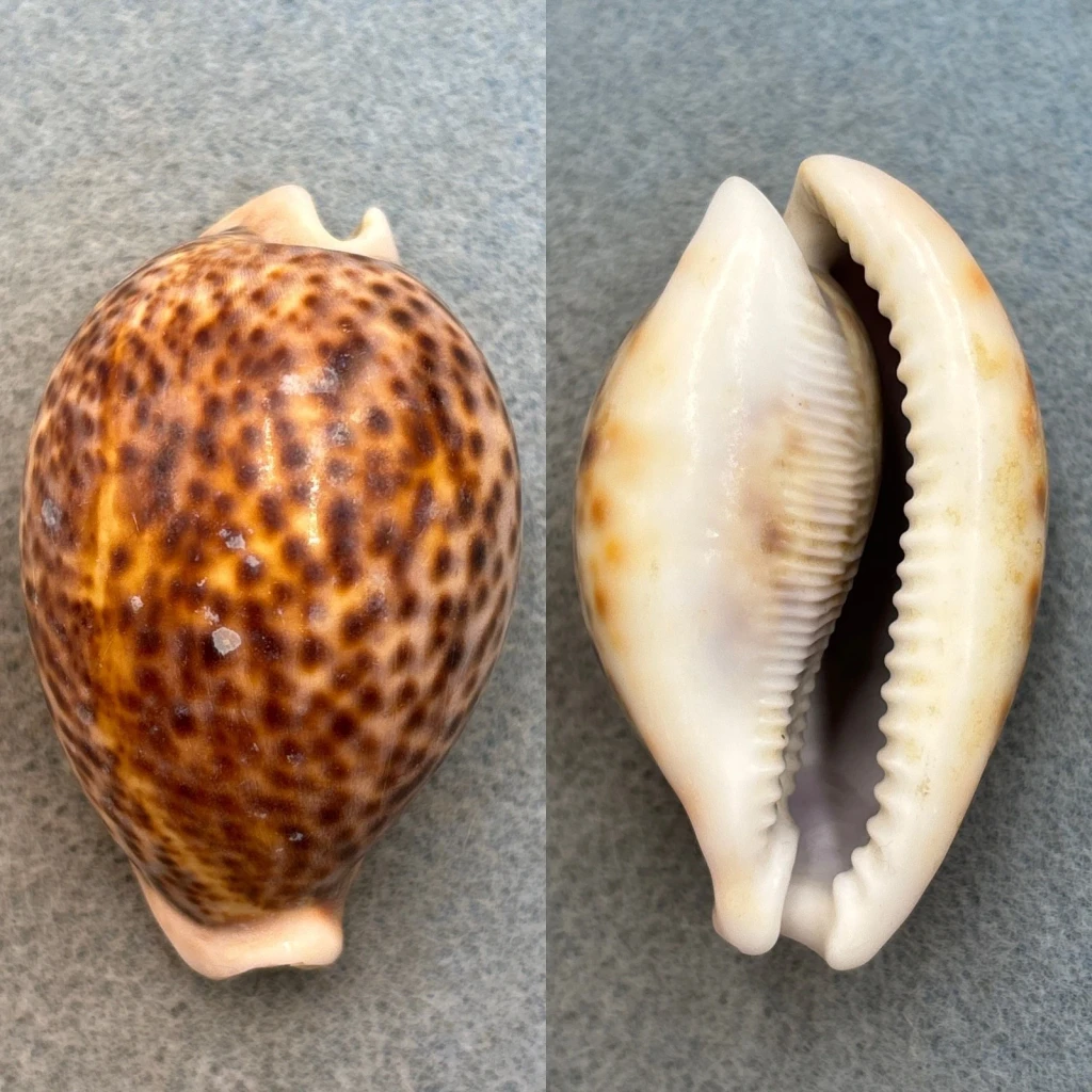 #15 Cypraea pantherina 61.8mm F No Data