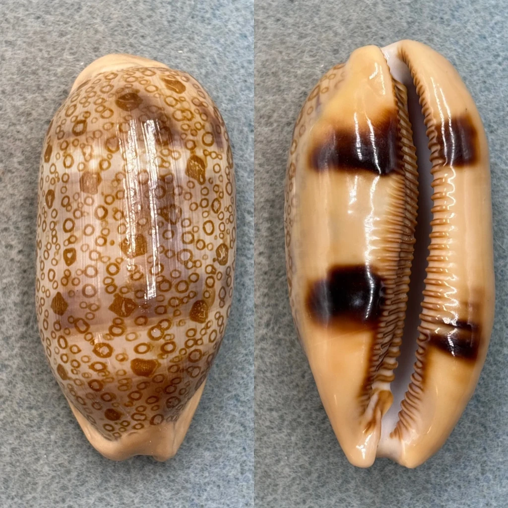 #2 Cypraea argus 62mm Gem Borongan, Samar, Philippines