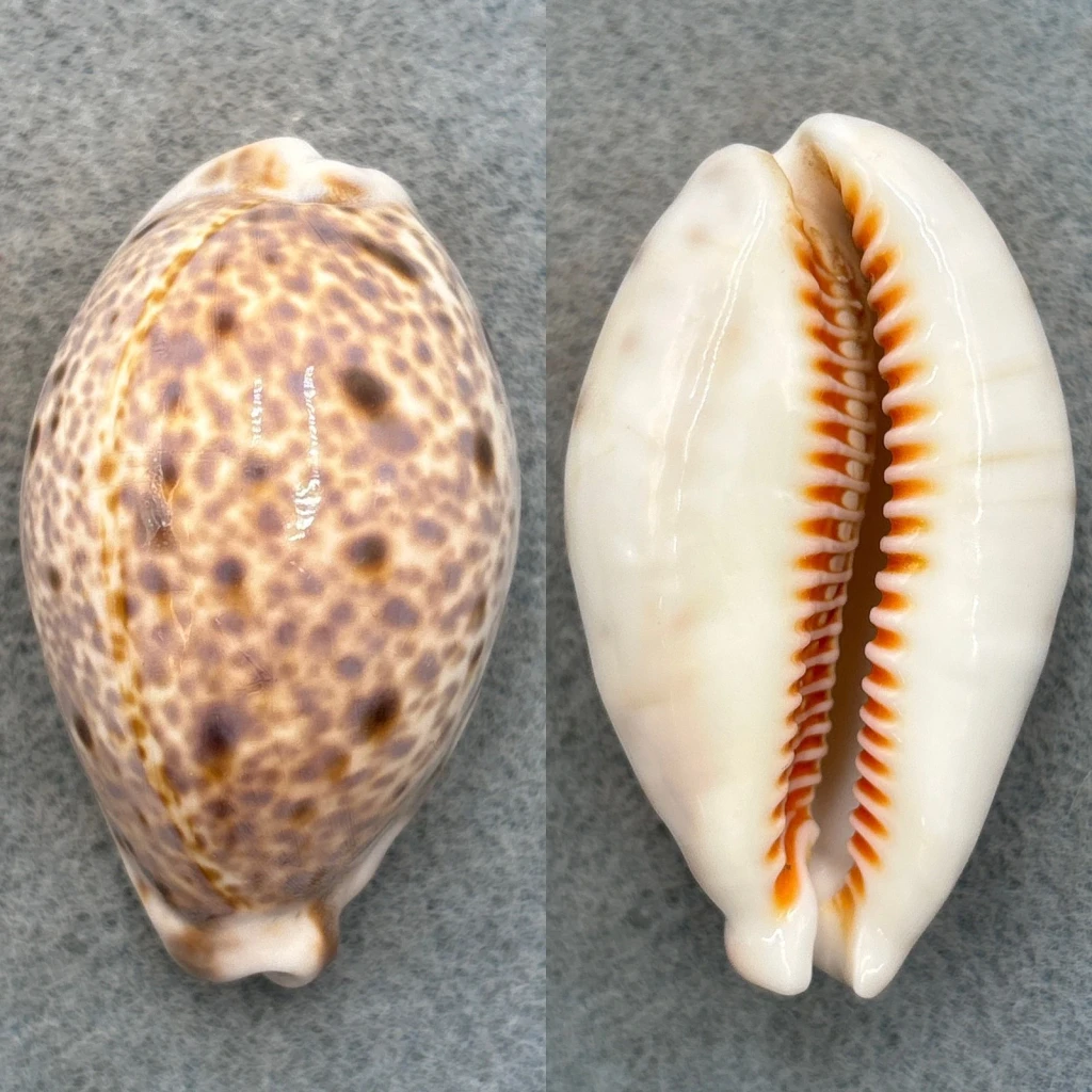#2 Cypraea lynx caledonica 57.1mm F No Data