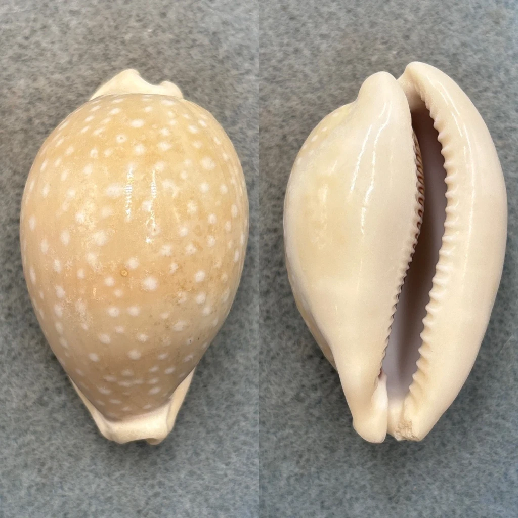 #2 Cypraea camelopardalis 55.9mm F Gulf Of Aden