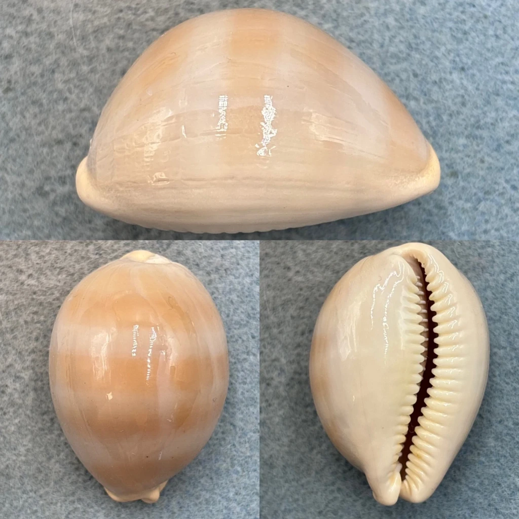 #1 Cypraea sulcidentata 42.7mm F+ Nanakuli, Hawaii 1961
