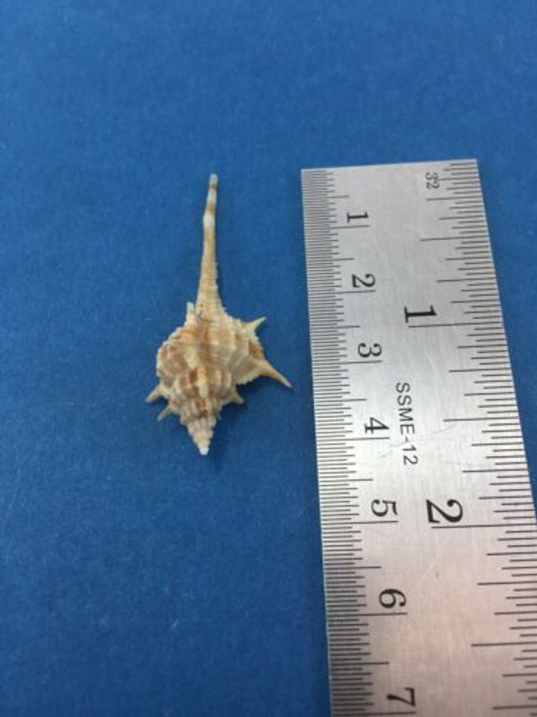 #2 Murex Vokesimurex Rectirostris 42mm Taiwan Muricidae