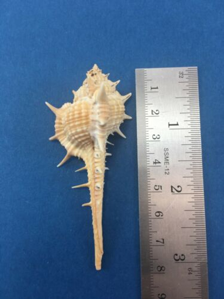 #1 Murex Aduncospinosus Taiwan W/Operculum 77mm Muricidae