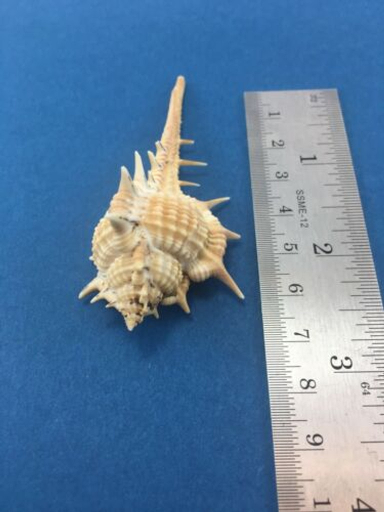 #1 Murex Aduncospinosus Taiwan W/Operculum 77mm Muricidae