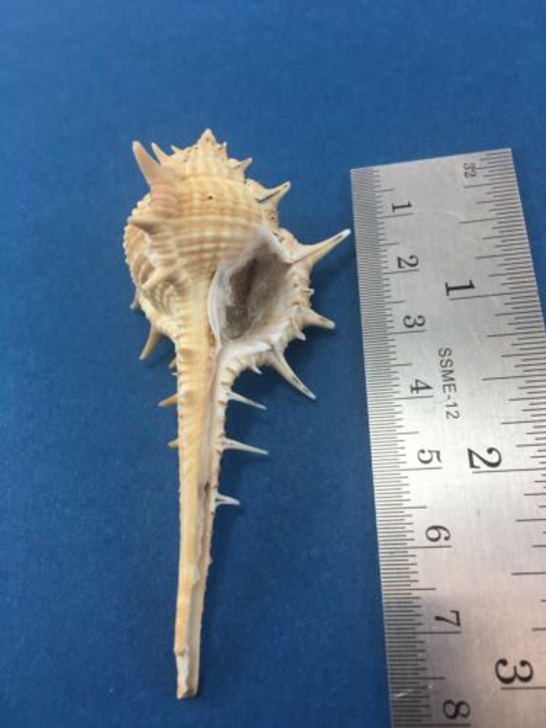 #1 Murex Aduncospinosus Taiwan W/Operculum 77mm Muricidae