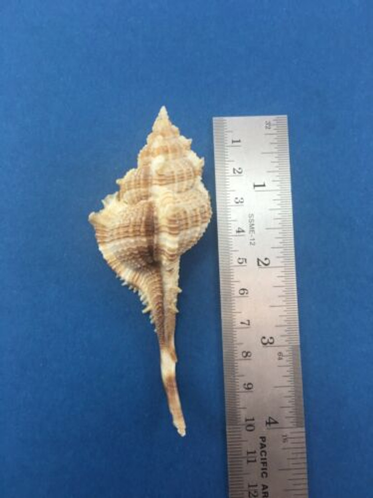 #3 Murex Vokesimurex Malabaricus W/Operculum 98.73mm Muricidae