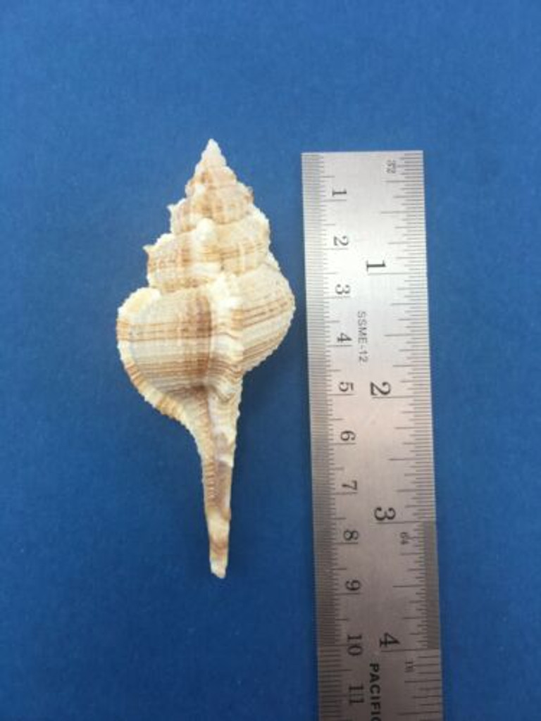 #4 Murex Vokesimurex Malabaricus 83.1mm Muricidae