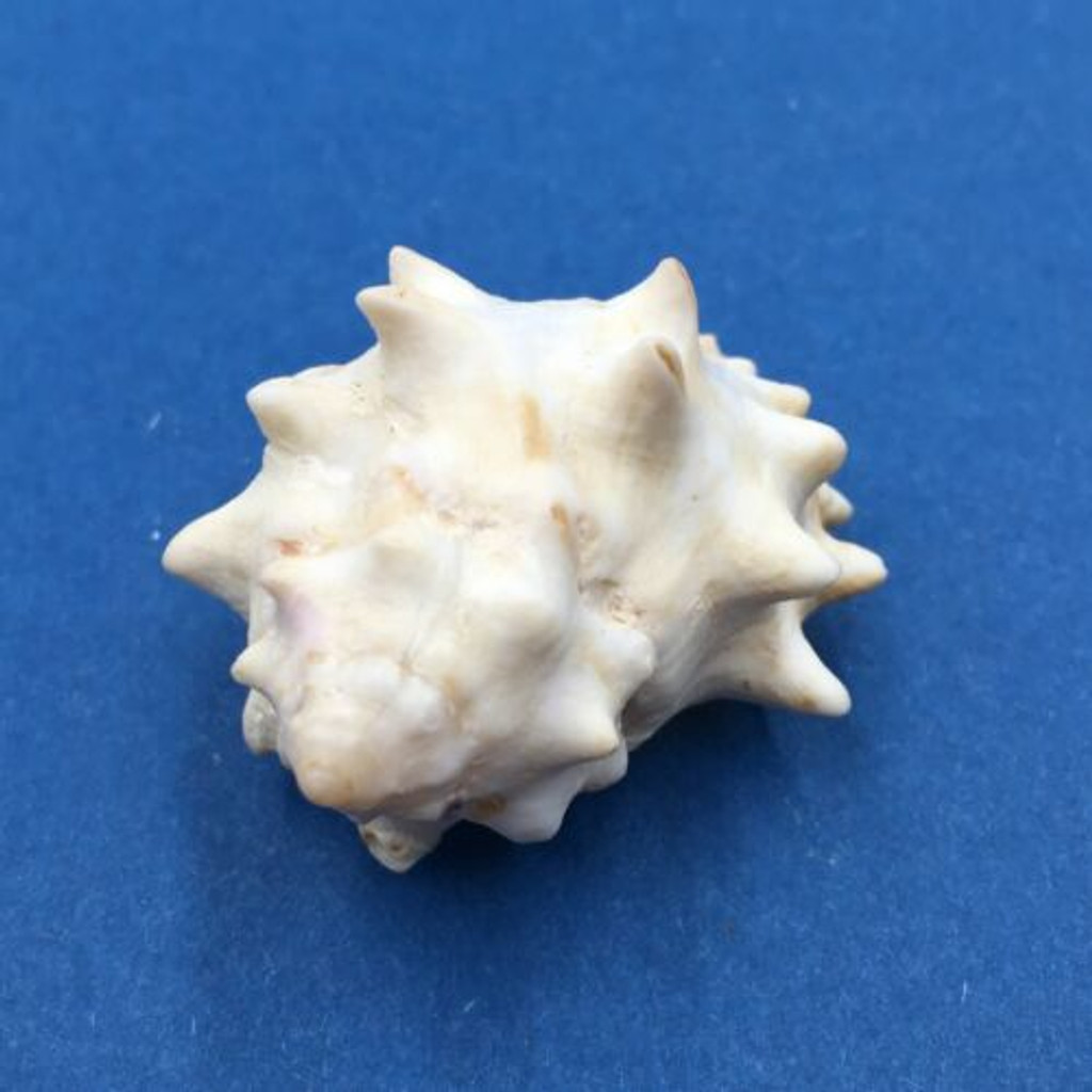 #3 Thais (Mancinella) Echinata 42.7mm Broome W. Australia Muricidae