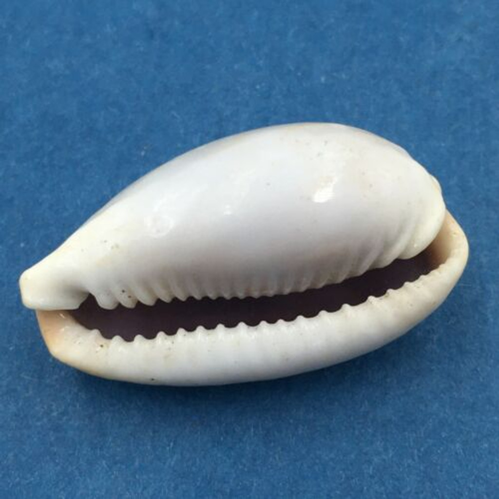 #27 27.1mm Cypraea (Naria) Boivinii Netted, Negros Island, Philippines