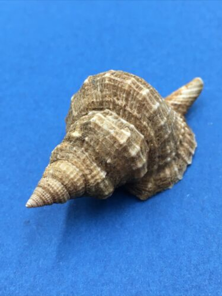 #3 Distorsio Reticularis 57.2mm Thailand 1973 With Periostracum